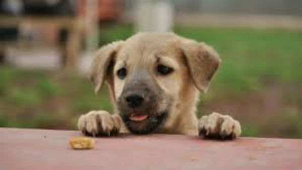  ఐదు నెలలకు గ్రీన్ సిగ్నల్