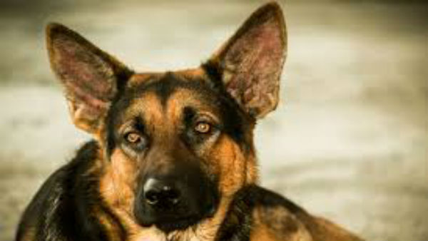  బైలాలోని కొత్త నియమాలు