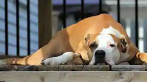  స్టేటస్ కోసం పాటుపడుతున్నారు