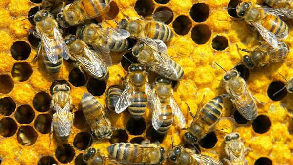 చిన్నపిల్లలకు తేనె ఇస్తే ఉపయోగం