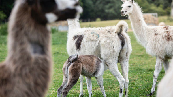వైరస్ దాడి చేస్తే..