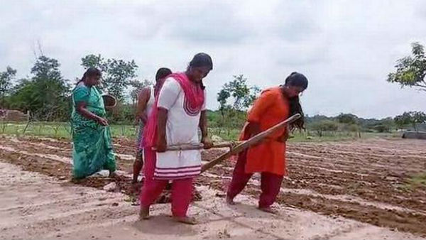 ఆ వస్తా.. పొలంలో ట్రాక్టర్ దున్నడం కూడా చూస్తా...