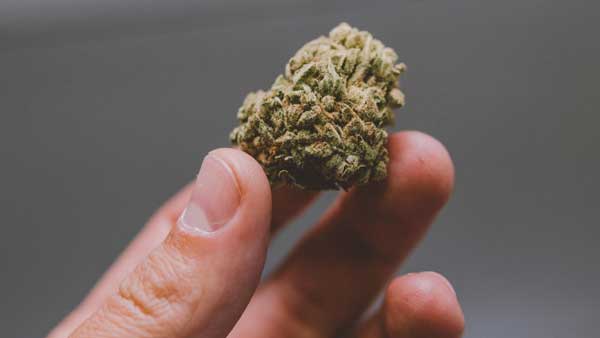 ganja smuggling in ap ..Police seize 435 kgs in palakollu ganja smuggling in ap ..Police seize 435 kgs in palakollu