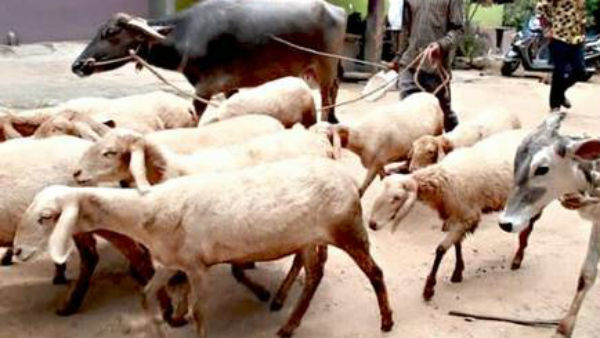 గొర్రెల కాపరికి కరోనా రావటంతో వాటికి కూడా కరోనా అని అనుమానం గొర్రెల కాపరికి కరోనా రావటంతో వాటికి కూడా కరోనా అని అనుమానం