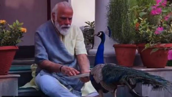 Watch: PM Modi Shares Video Of His Bond With Peacocks At His Residence Watch: PM Modi Shares Video Of His Bond With Peacocks At His Residence