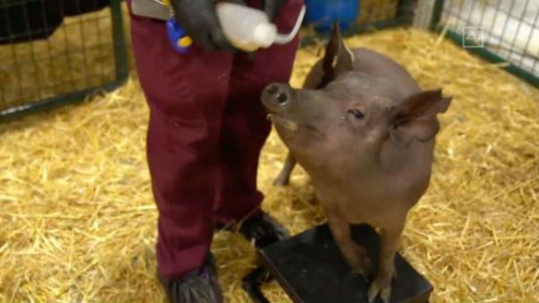  పందులపై ప్రయోగం