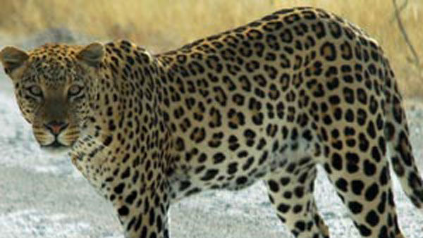 చిరుత.. హైనా..?