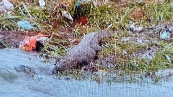 సిటీలో మొసళ్ల కలకలం..