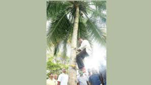 దేశంలో కొబ్బరి డిమాండ్ .. ఖాళీ స్థలాలలో సాగు చెయ్యాలన్న మంత్రి 