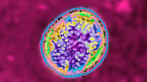  కొత్త బ్యాక్టీరియా బ్రూసెల్లాసిస్