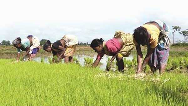 నేరుగా రైతుల ఖాతాల్లోకే విద్యుత్ బిల్లుల నగదు నేరుగా రైతుల ఖాతాల్లోకే విద్యుత్ బిల్లుల నగదు