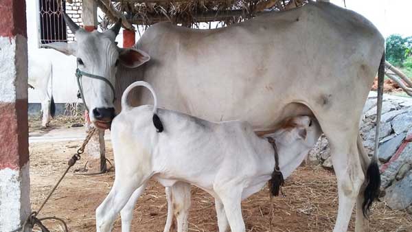  నరదృష్టి లోపాలు పోవాలంటే..