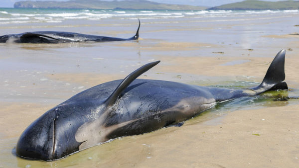 రోమన్ల థియరీ ఇదీ.. రోమన్ల థియరీ ఇదీ..