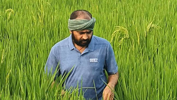 20 శాతం బెరుకు విత్తనాలు..