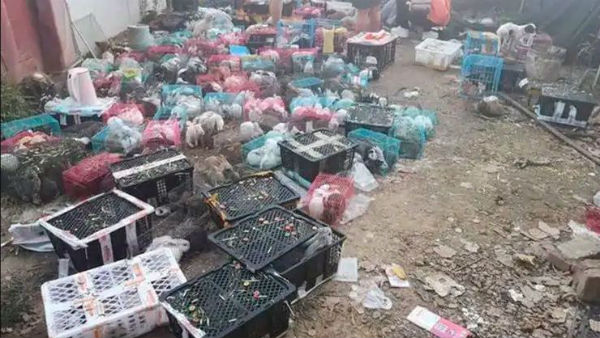 జంతువుల్ని పెట్టెల్లో కుక్కి..