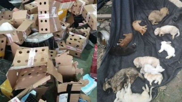 ఆ దృశ్యాలు భయానకం..