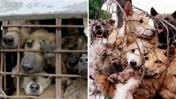 చైనాలో మూగజీవాలకు నిత్యనరకం..