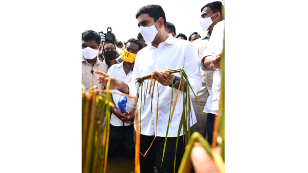 తనను హేళన చెయ్యటంపై ఉన్న శ్రద్ధ రైతులపై ఏదీ ? లోకేష్ ప్రశ్న తనను హేళన చెయ్యటంపై ఉన్న శ్రద్ధ రైతులపై ఏదీ ? లోకేష్ ప్రశ్న