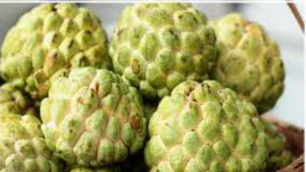  సీతాఫలంలో అవసరమైన ప్రొటీన్లు