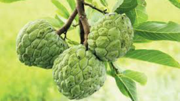  గర్భిని స్త్రీ పండంటి పాపాయిని జన్మ నివ్వడం కోసం:-