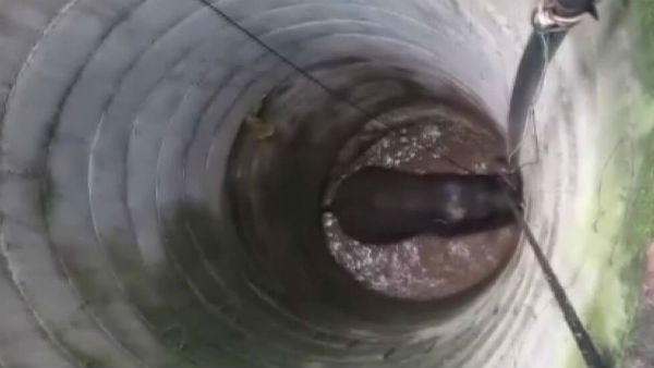 బావిలో పడిన ఏనుగును కాపాడేందుకు అధికారుల యత్నం 