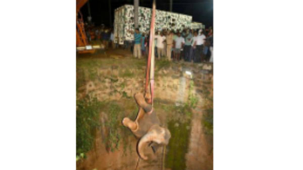 ఏనుగుకు ఆహారం ఇచ్చి , గాయాలేమీ కాలేదని నిర్ధారించుకున్నాకే రెస్క్యూ ఆపరేషన్ 