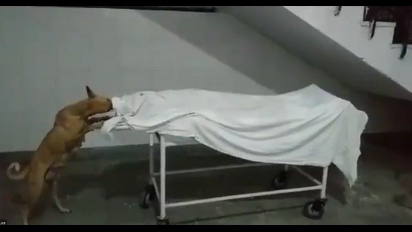 శవాన్ని కొరికి తినేసిన కుక్క