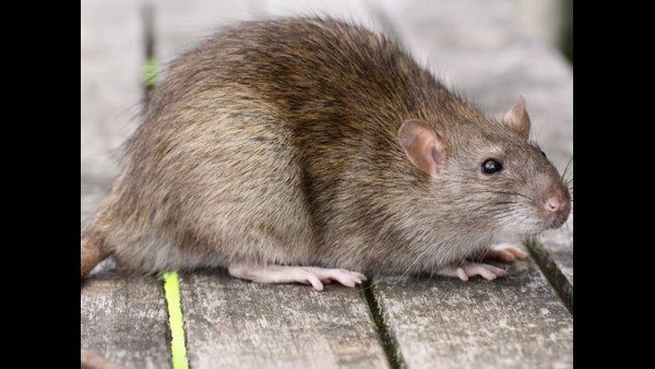 దుమ్మెత్తిపోసిన ప్రజలు