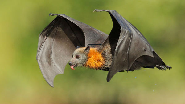  కరోనా గబ్బిలాలు, పాముల నుంచి వచ్చిందా..?