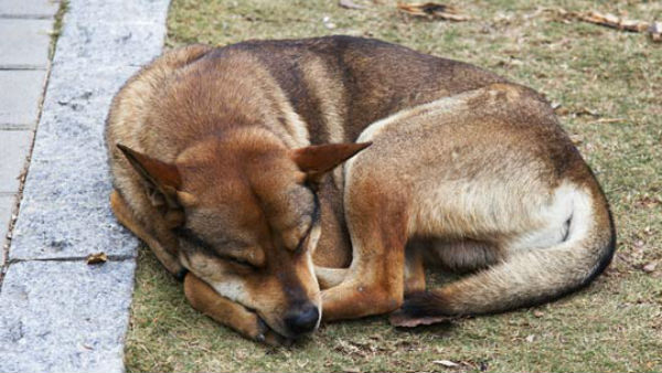 కుక్కలు, పందులను పెంచుకోవాలంటే అనుమతులు తప్పనిసరి చేసిన జగన్ సర్కార్ 