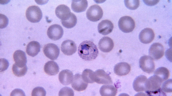 ఆఫ్రికా నుంచి రాక..
