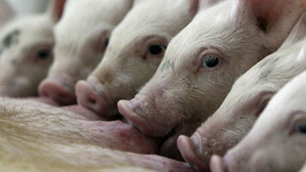 లైసెన్స్ గా టోకెన్ .. అది జంతుల మేడలో ఉండేలా చూడాలని ఆదేశం 