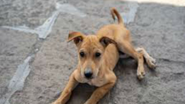 తన ఆస్తిలో కొంత కుక్కకు వీలునామా రాసిన రైతు తన ఆస్తిలో కొంత కుక్కకు వీలునామా రాసిన రైతు