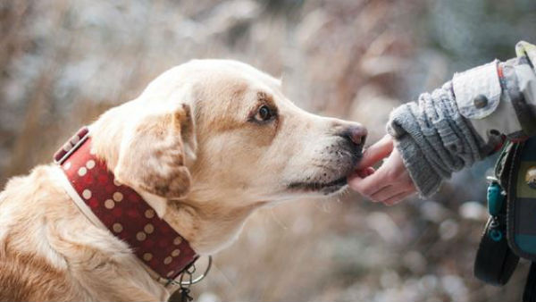 తనని జాగ్రత్తగా చూసుకునే కుక్కకు , తన భార్యకే ఆస్తి చెందాలని వీలునామా తనని జాగ్రత్తగా చూసుకునే కుక్కకు , తన భార్యకే ఆస్తి చెందాలని వీలునామా