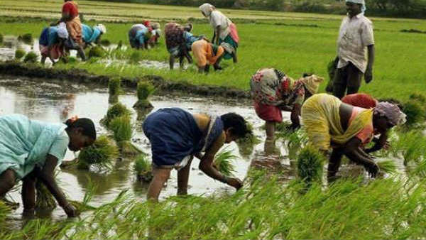 విపత్తుల సమయంలో రైతులకు చేదోడుగా బ్యాంకర్లు నిలవాల్సిన అవసరం విపత్తుల సమయంలో రైతులకు చేదోడుగా బ్యాంకర్లు నిలవాల్సిన అవసరం