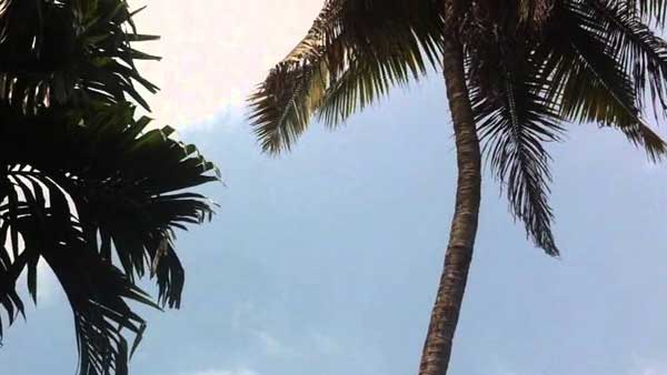 భార్యతో కలపకుంటే చెట్టుపై నుండి దూకి చస్తానని బెదిరింపు భార్యతో కలపకుంటే చెట్టుపై నుండి దూకి చస్తానని బెదిరింపు