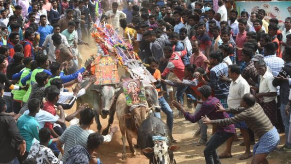 జూనియర్ ఎన్టీఆర్ పౌరుషం, పోట్లగిత్తలలో చూసుకుని మురిసిపోయిన ఎన్టీఆర్ అభిమానులు