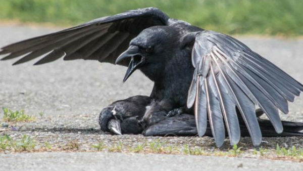 మనుషులకూ బర్డ్ ఫ్లూ వచ్చే అవకాశం.. రాష్ట్రాలకు కేంద్రం హెచ్చరికలు