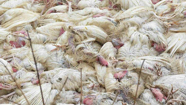  విశాఖపట్నంలో ఆరు కాకులు, ఒక పిచ్చుక మృతి 