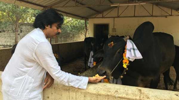 గోశాలలో పవన్ కళ్యాణ్ కనుమ వేడుకలు