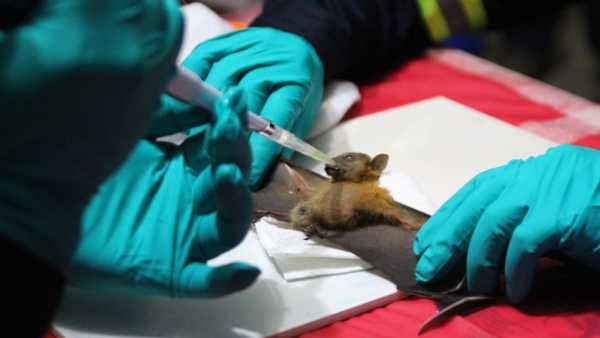 డబ్ల్యూహెచ్ఓ దర్యాప్తు..