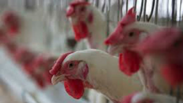 బర్డ్ ఫ్లూతో అప్రమత్తంగా ఉండండి..