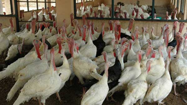 బర్డ్ ఫ్లూ పక్షుల నుండి మనుషులకు.. అలెర్ట్ అయిన తెలుగు రాష్ట్రాలు బర్డ్ ఫ్లూ పక్షుల నుండి మనుషులకు.. అలెర్ట్ అయిన తెలుగు రాష్ట్రాలు