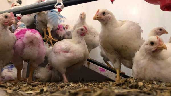 అన్ని రాష్ట్రాలలోనూ బర్డ్ ఫ్లూ ఆందోళన .. అన్ని రాష్ట్రాలలోనూ బర్డ్ ఫ్లూ ఆందోళన ..