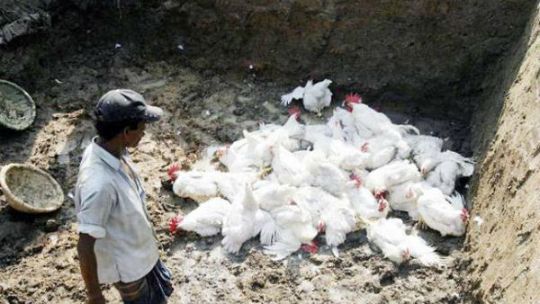 బర్డ్ ఫ్లూ అంటే?