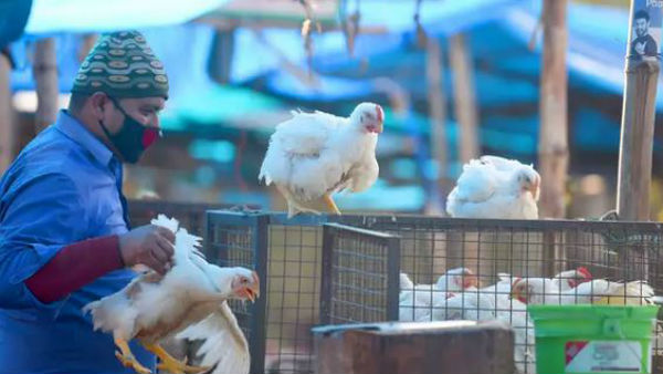 పక్షుల్లో, మనుషుల్లో బర్డ్ ఫ్లూ లక్షణాలివే..