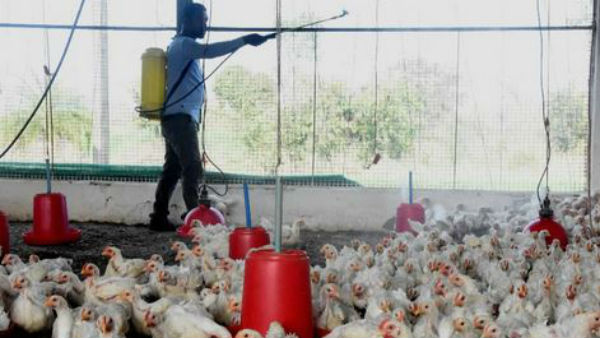 చికెన్ తింటే బర్డ్ ఫ్లూ వస్తుందా?