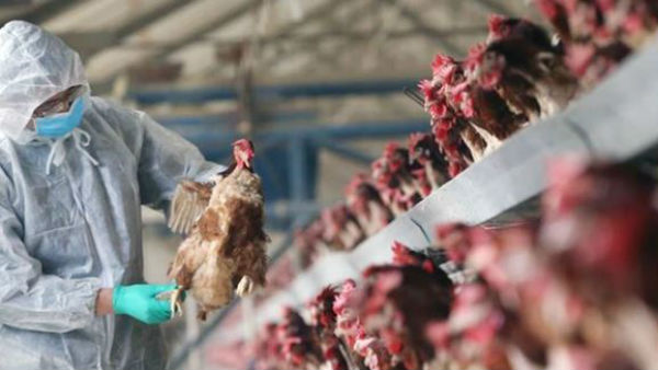 పది రాష్ట్రాల్లో బర్డ్ ఫ్లూ..