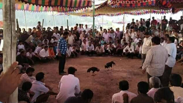 సంక్రాంతి సంప్రదాయంగా కోడి పందాలు