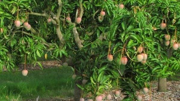 గత ఏడాది కంటే ఈ ఏడాది బాగానే మామిడి కాత .. వ్యాపారుల ఆశాభావం 